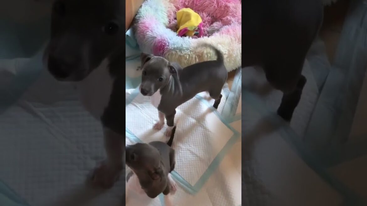 イタリアングレーハウンド イタグレベビー募集します🍀♡ イタリアングレーハウンド イタグレベビー募集します🍀♡