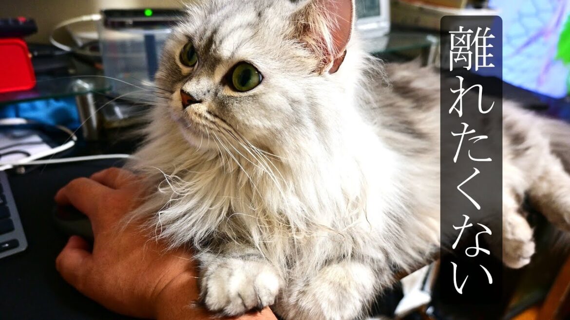 飼い主から離れたくない猫がカワイイ【マンチカン】