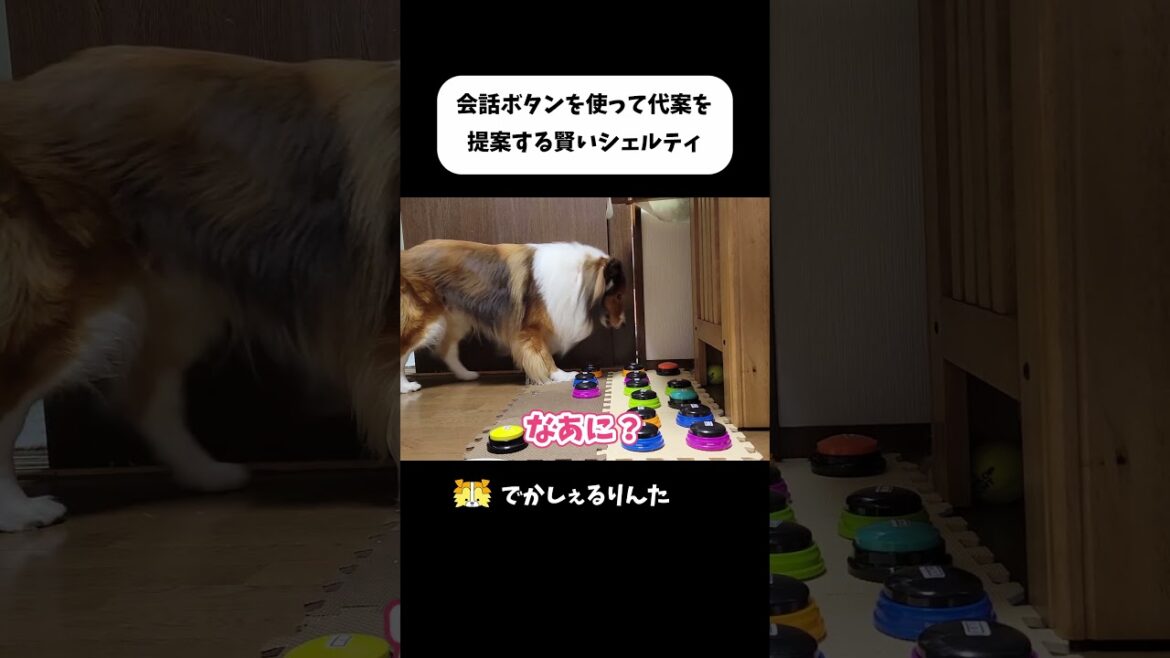 会話ボタンを使って代案を提案する賢いシェルティ #shorts