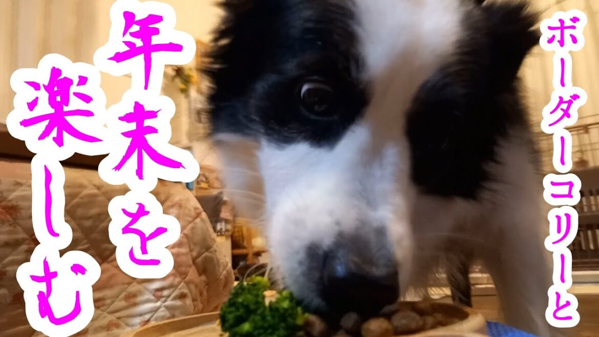 ボーダーコリーと年末を楽しむ