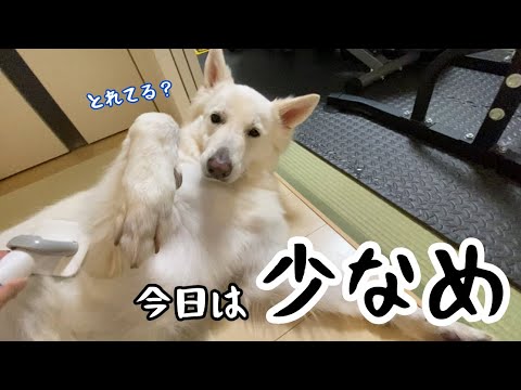 【ブラッシング】いつもは大収穫なのに今回は「少なめ」でした…|ホワイトシェパード 【ブラッシング】いつもは大収穫なのに今回は「少なめ」でした…|ホワイトシェパード