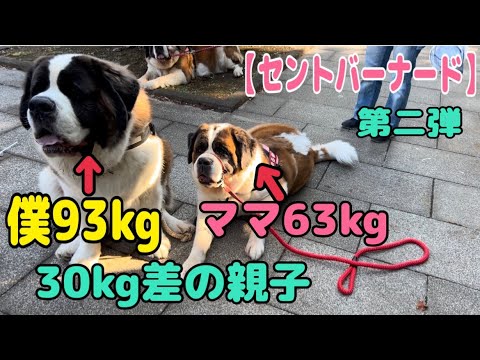 【セントバーナード】さかがみ家出店イベントの後に柏の葉公園へ行ったら沢山の人と触れ合いました 第二弾 【セントバーナード】さかがみ家出店イベントの後に柏の葉公園へ行ったら沢山の人と触れ合いました 第二弾