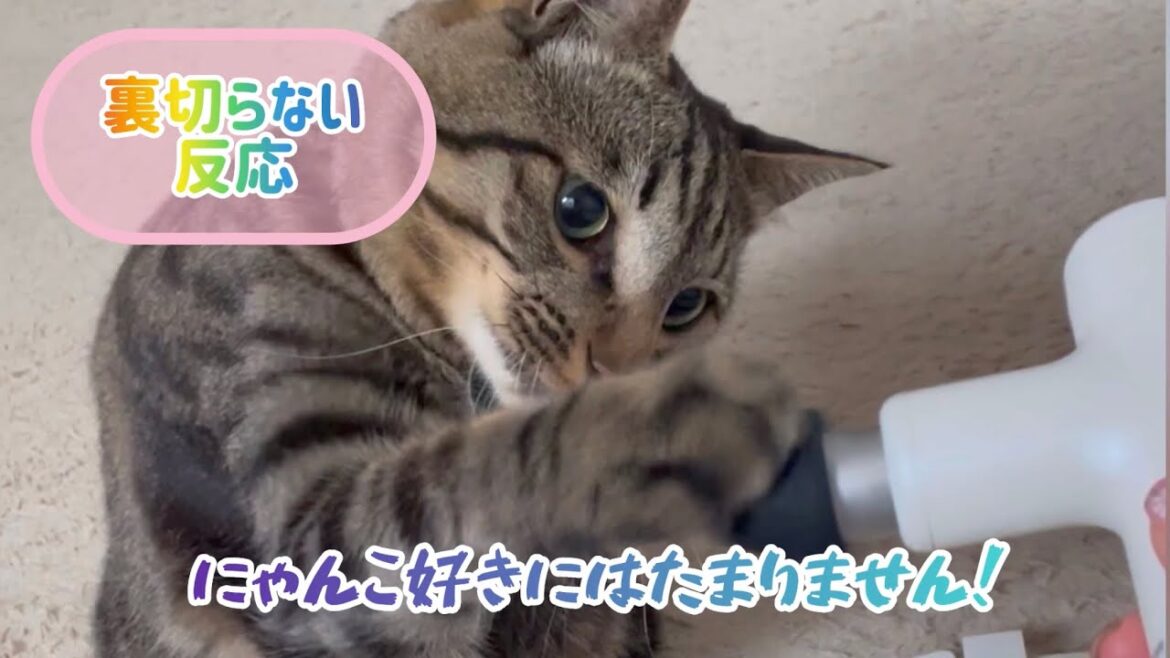 【狆とミニチュアダックスのMIX犬&保護猫】マッサージされた？日