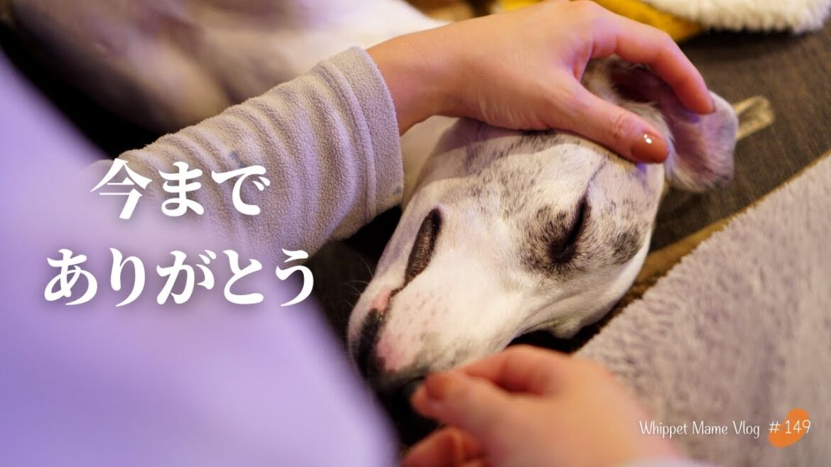 二歳児のウィペットはまだまだやんちゃすぎて手に負えない？　#149