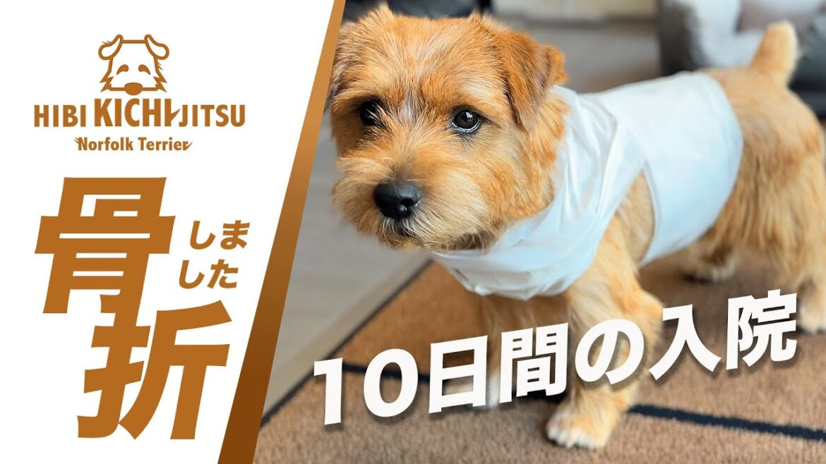 大事件！緊急配信「骨折しました」【  dog ノーフォークテリア norfolkterrier  愛犬キチ】