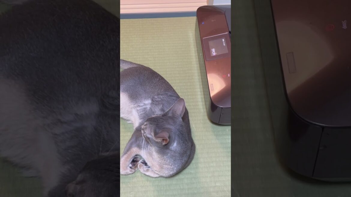 プリンターにビビるうちの猫さん #shorts #猫 #アビシニアン