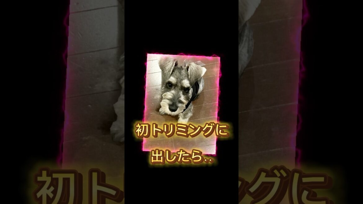 犬　ミニチュアシュナウザーno.2/トリミング失敗⁉️で🤣激変した。