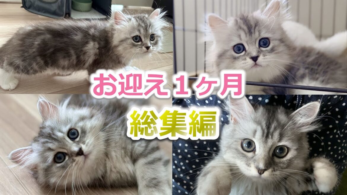 【総集編】ミヌエット子猫をお迎え1か月の成長記録がかわいい! 【総集編】ミヌエット子猫をお迎え1か月の成長記録がかわいい!