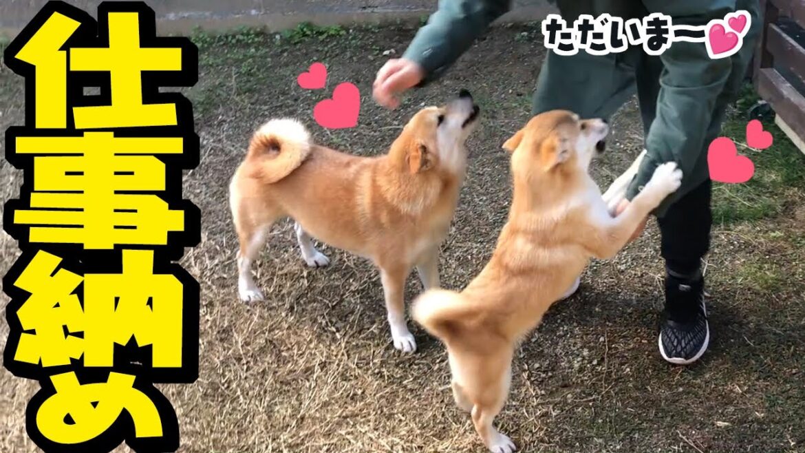 お兄たんとの再会に喜び大爆発の柴犬姉妹！こまちく家族が全員集合！