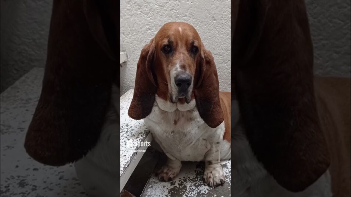 #shorts | El pachón | #bassethound #funypets #bassethounds #doglover #funnyanimals #funnyshorts