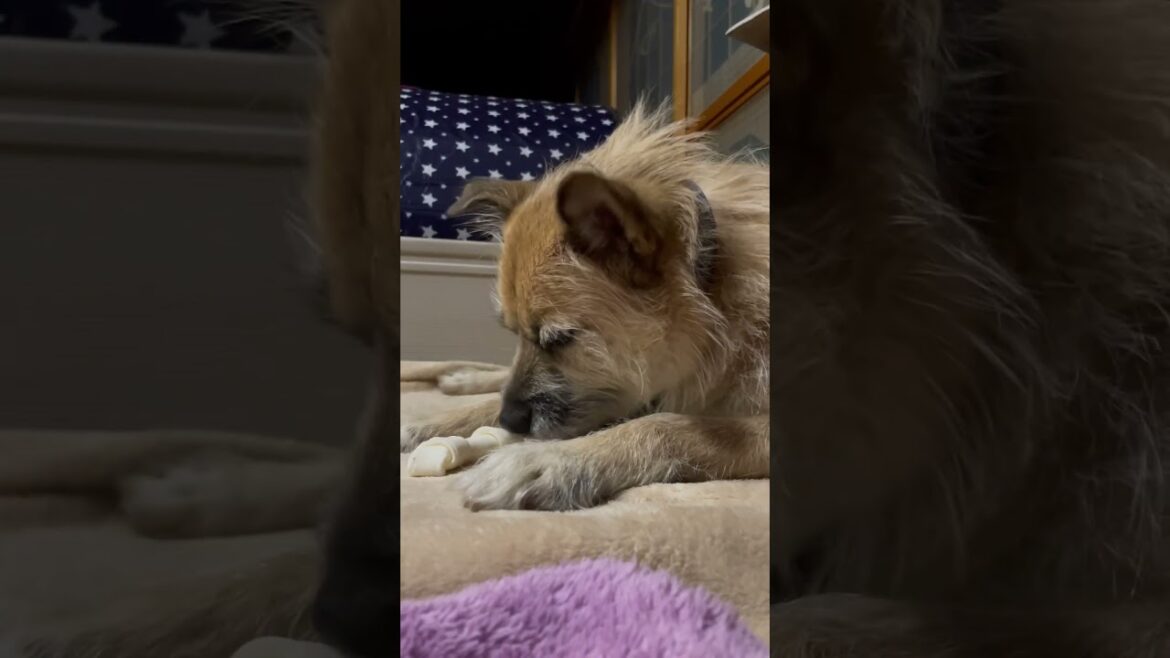 まめちゃんは骨ガムに夢中
