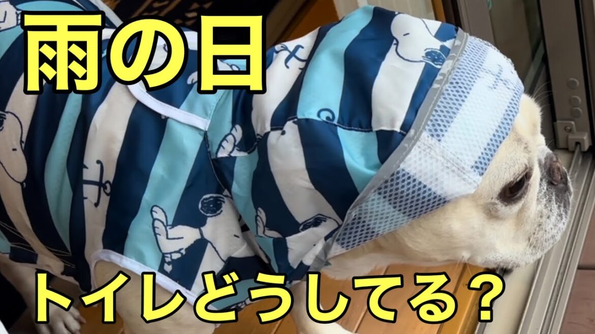 【今年買って良かった物No. 1】フレンチブルドッグの雨の日対策