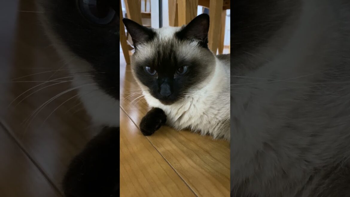 【2023.12.31】今日のシャム猫のふくさん（音無し）【たぬき猫】 #shorts