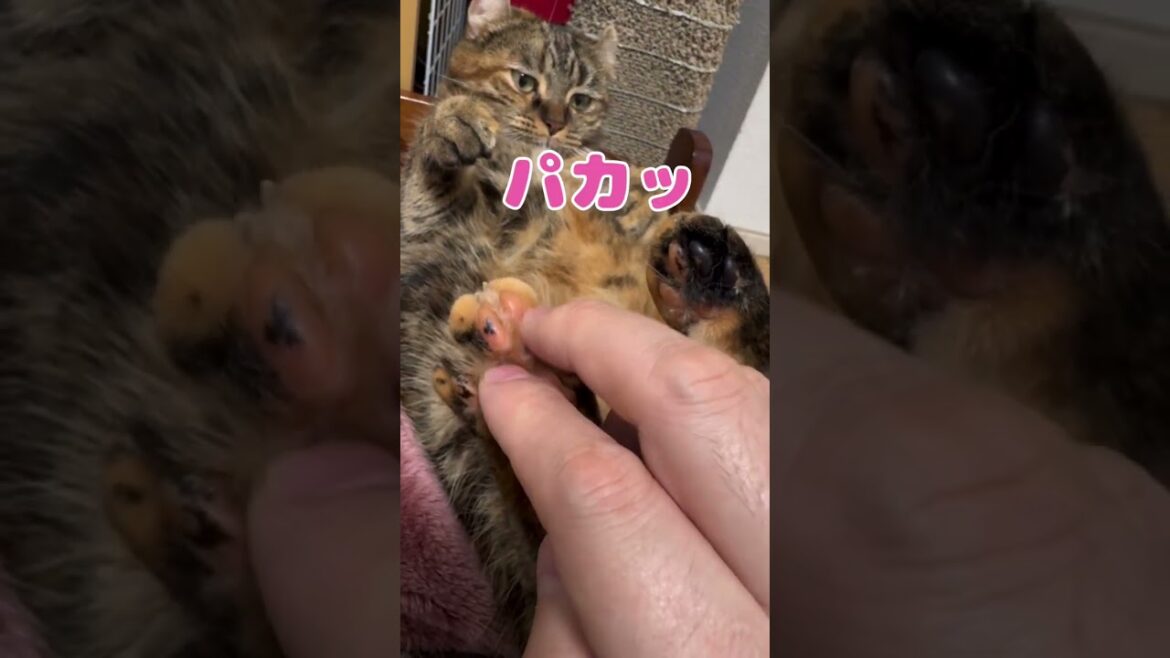 金タローの肉球花が咲いたなら　　　#キンカロー #cat #肉球 #可愛い猫