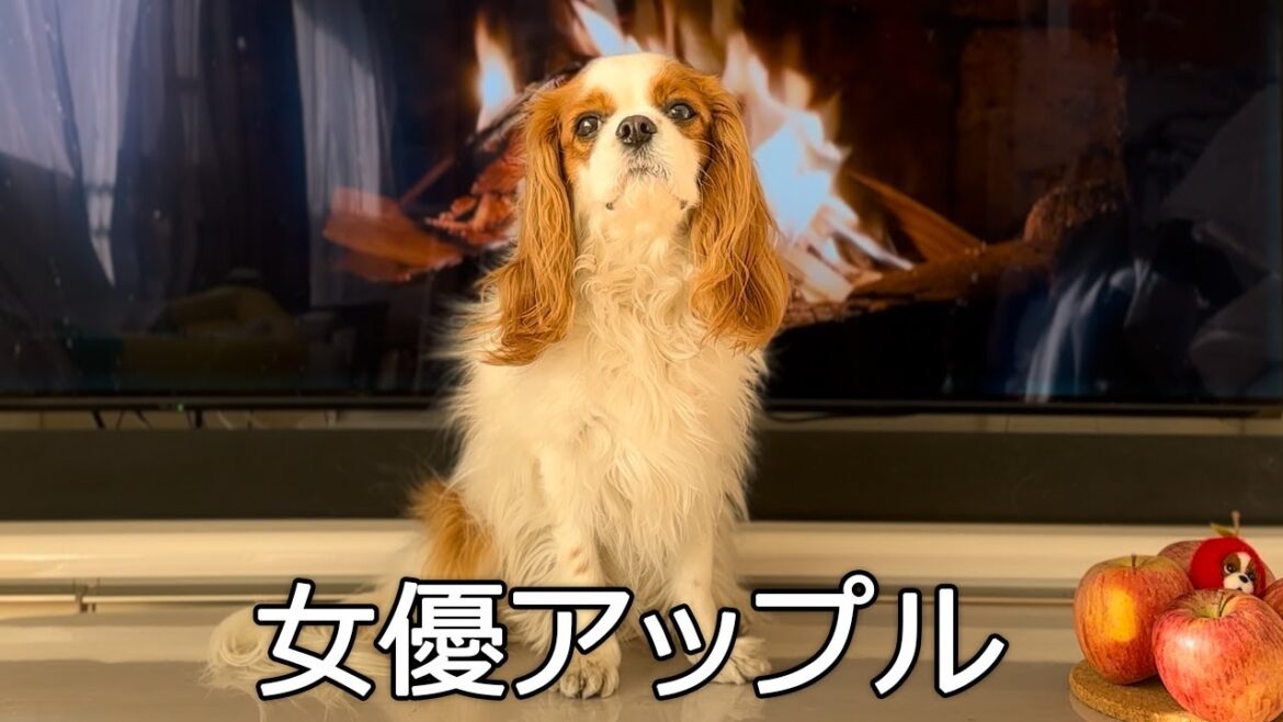 アップルちゃんの告白【2023年ありがとう】