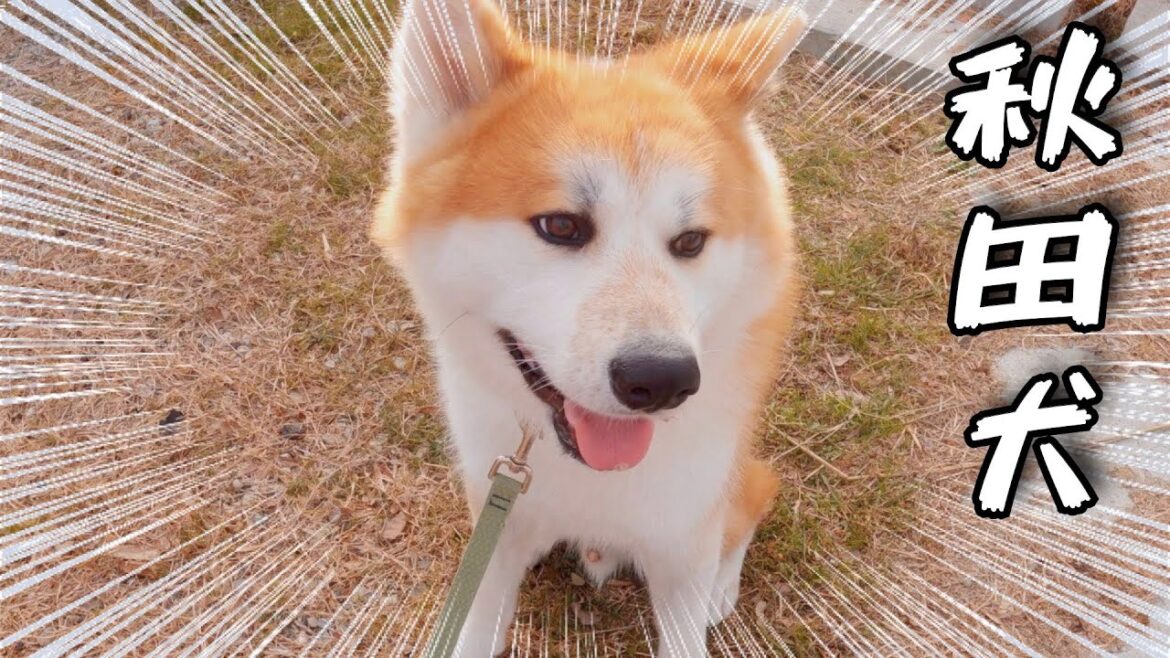 一夜だけの秋田犬！も〜ライブでしょ⁉️
