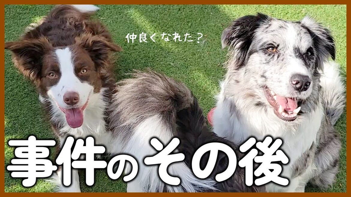 【多頭飼育】2頭の関係…皆さんにはどう見えますか?【ボーダーコリー】 【多頭飼育】2頭の関係…皆さんにはどう見えますか?【ボーダーコリー】
