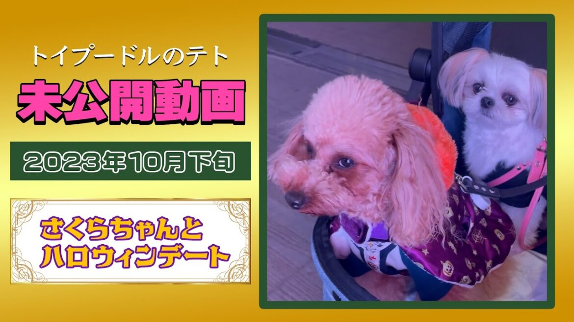 【トイプードルのテト】さくらちゃんとハロウィンイベントデート（未公開だった動画シリーズ01）#トイプードル #愛犬とお出かけ #シーズーチワワ#ハロウィン