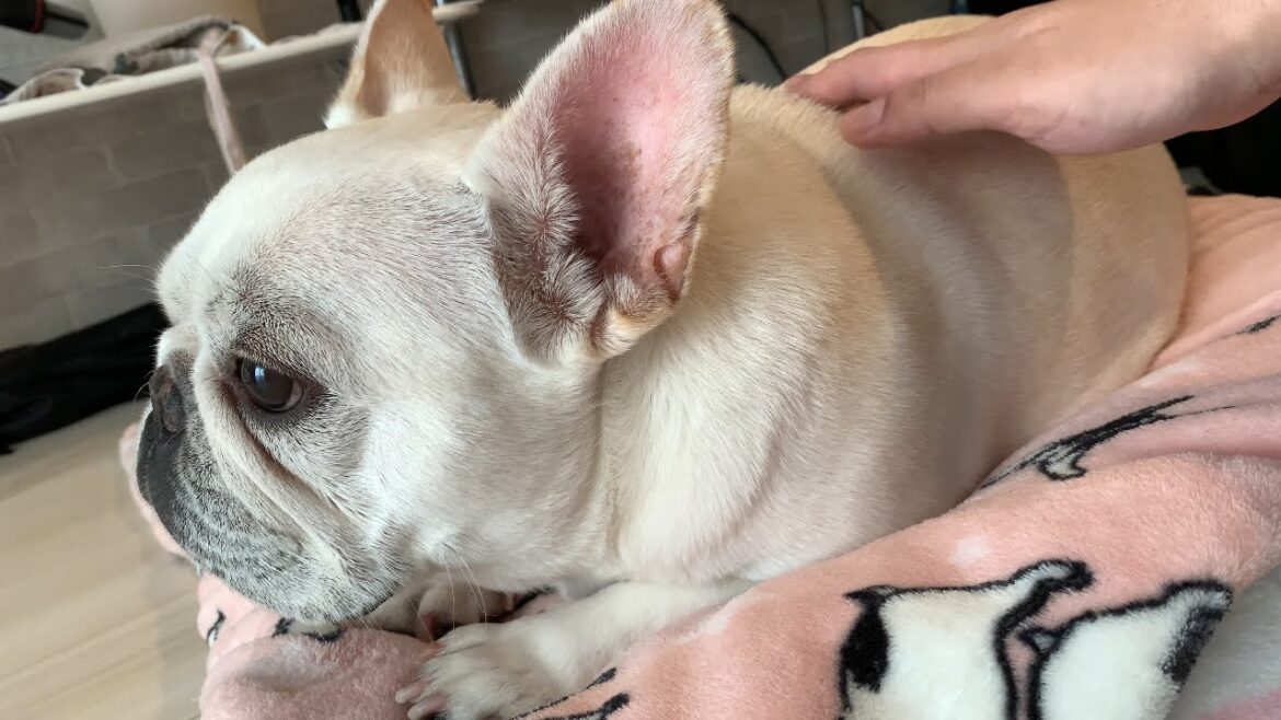 独り言が激しい友達【フレンチブルドッグ frenchbulldog】
