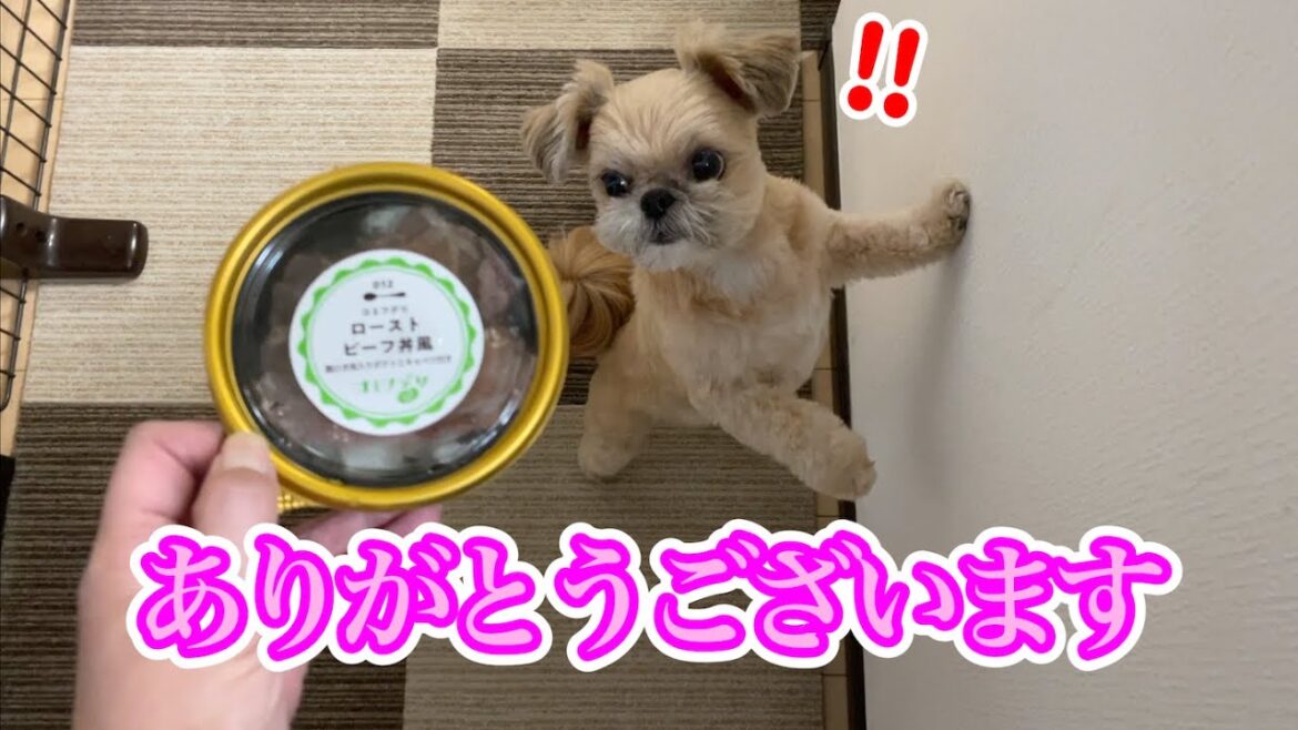 視聴者さんにいただいたお小遣いでローストビーフ チワワ×シーズー 視聴者さんにいただいたお小遣いでローストビーフ チワワ×シーズー