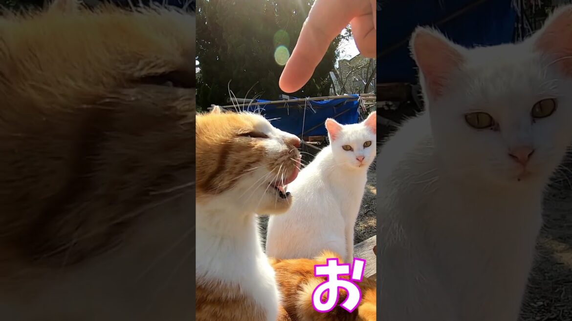 猫」「CAT & PEACE」 #cat #ソマリ #feralcat #ねこ動画 #straycat #保護猫 #野良猫ちゃん #wildcat #cat #猫動画 #猫好きさんと繋がりたい