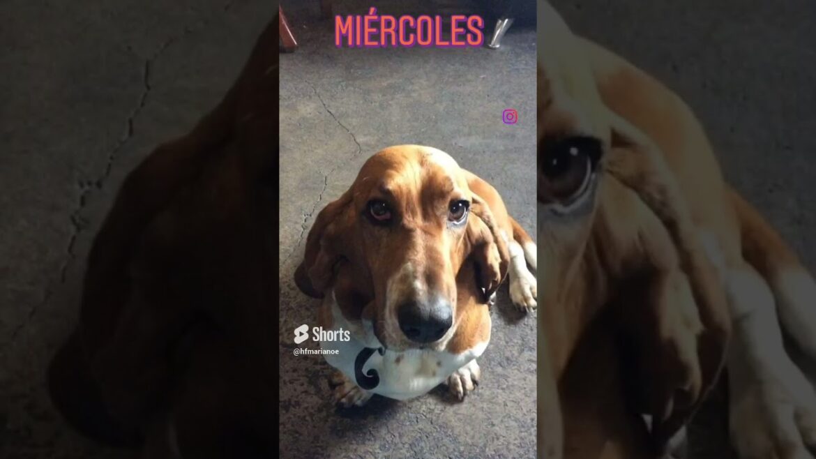 #shorts | El pachón | #bassethound #funypets #bassethounds #doglover #funnyanimals #funnyshorts