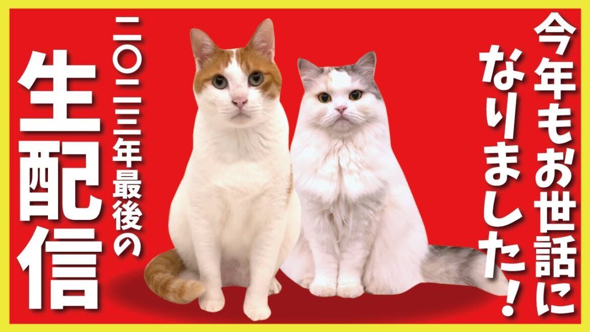 年末最後の関西弁の猫とおしゃべりする生配信！！！！！【関西弁でしゃべる猫】【猫アテレコ】