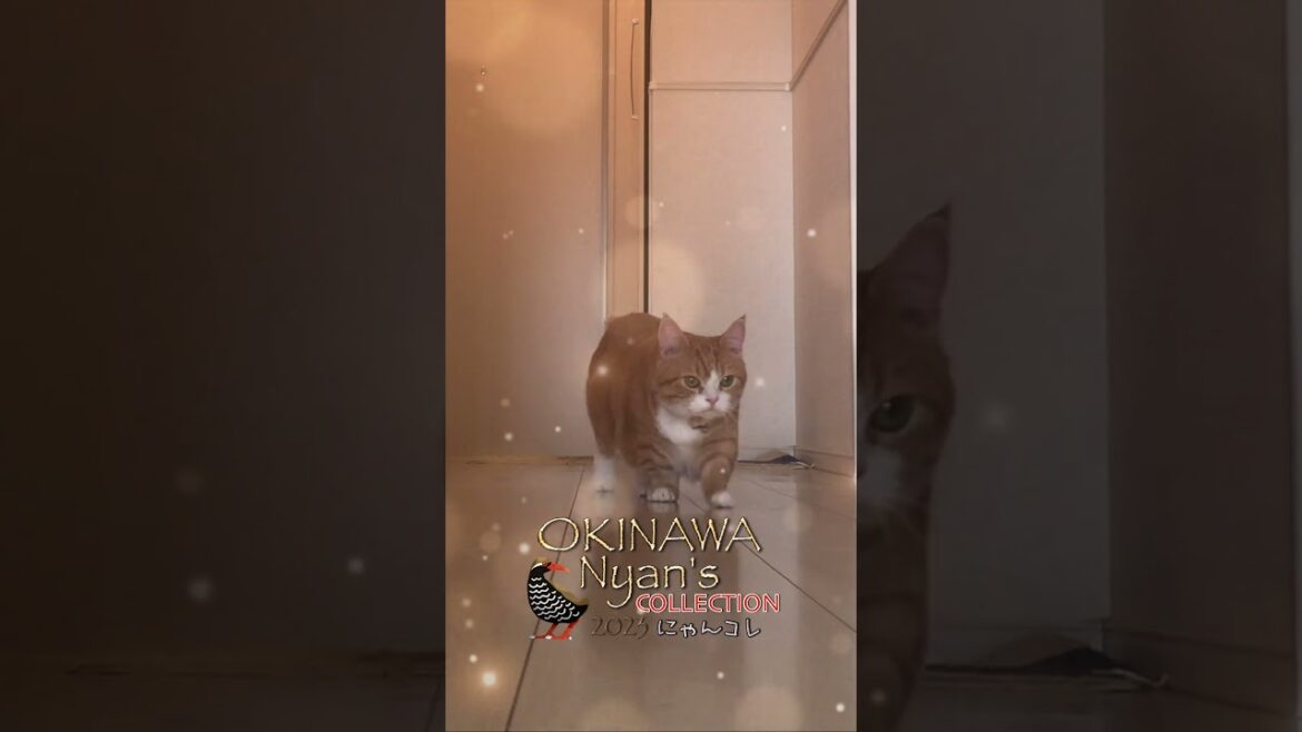 にゃんコレ沖縄　#短足マンチカン#スコティッシュフォールド #cat #shorts