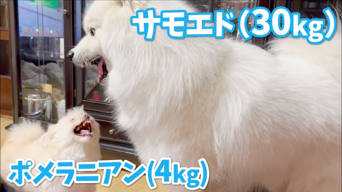 小型犬にガウガウされるのでついに温厚な大型犬が本気で怒りました。【サモエド】