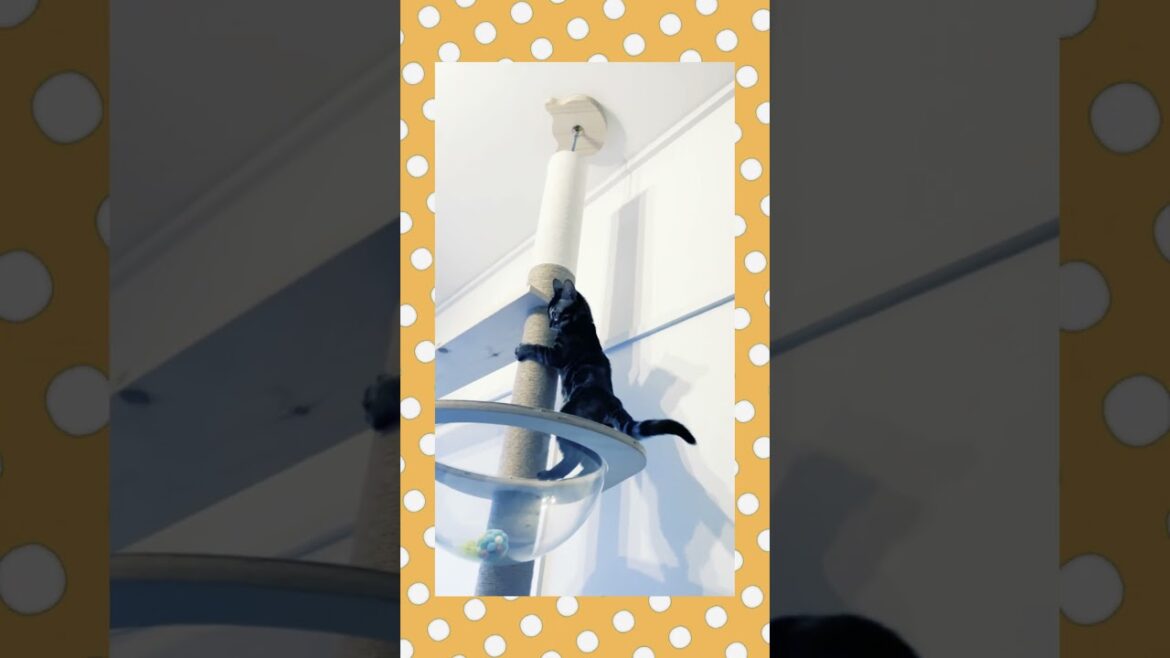 キャットタワー挑戦 #ベンガル #アビシニアン #shorts