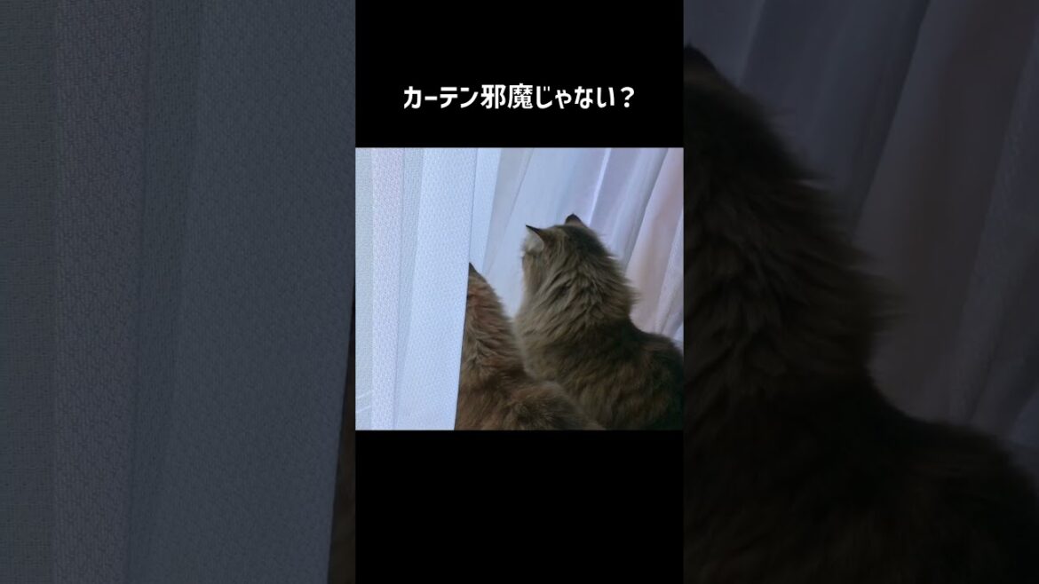 もう少し考えよう  #shorts #サイベリアン #猫