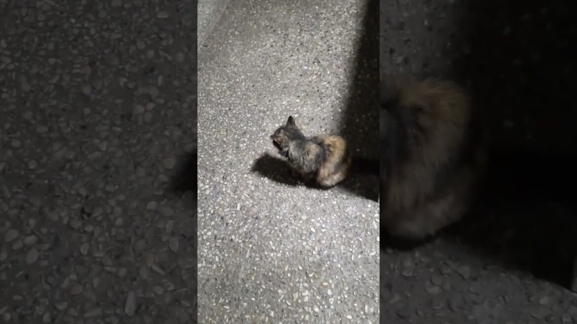Huge Cute Fluffy Brown Cat #shorts