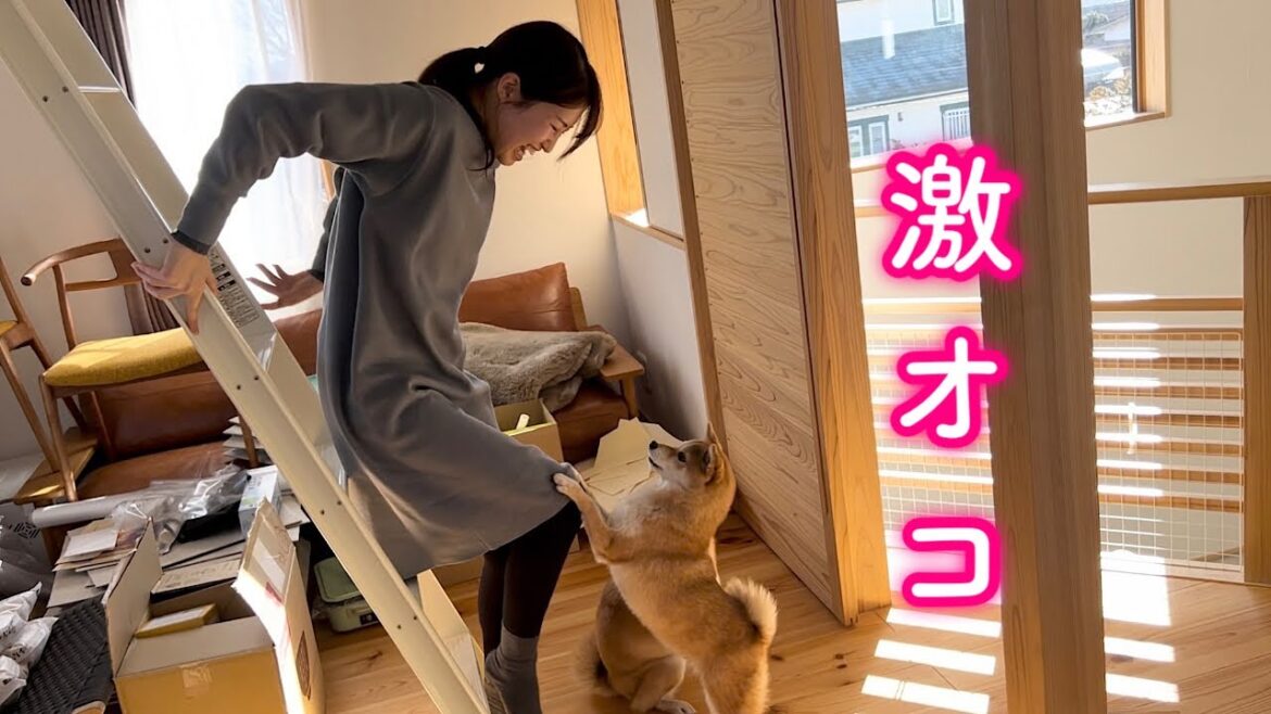 ママが絶対に見つからない場所に隠れて激オコな柴犬が可愛い
