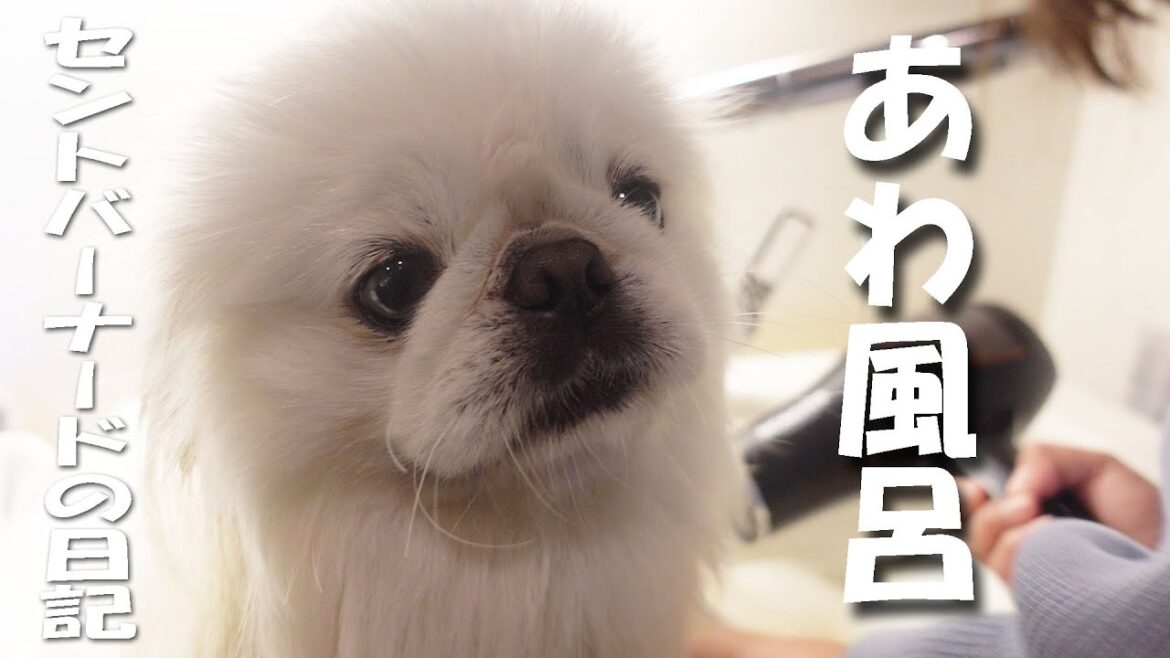 【泡風呂】　ちゃちゃまる君お風呂に入る　平凡なセントバーナードの日記＋ペキニーズ