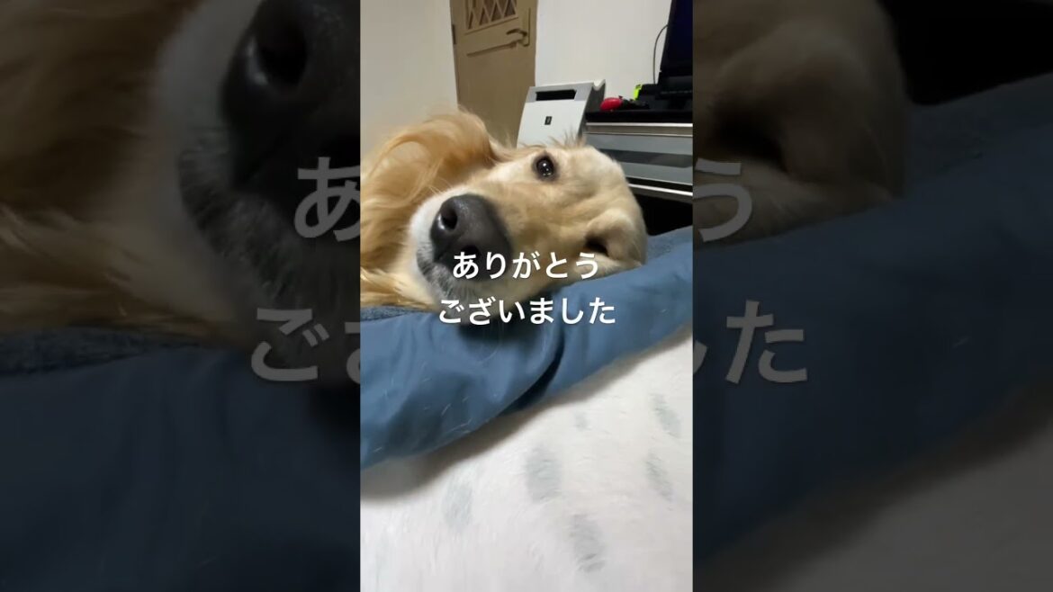 ありがとうございました　ゴールデンレトリバー　ボクサー犬