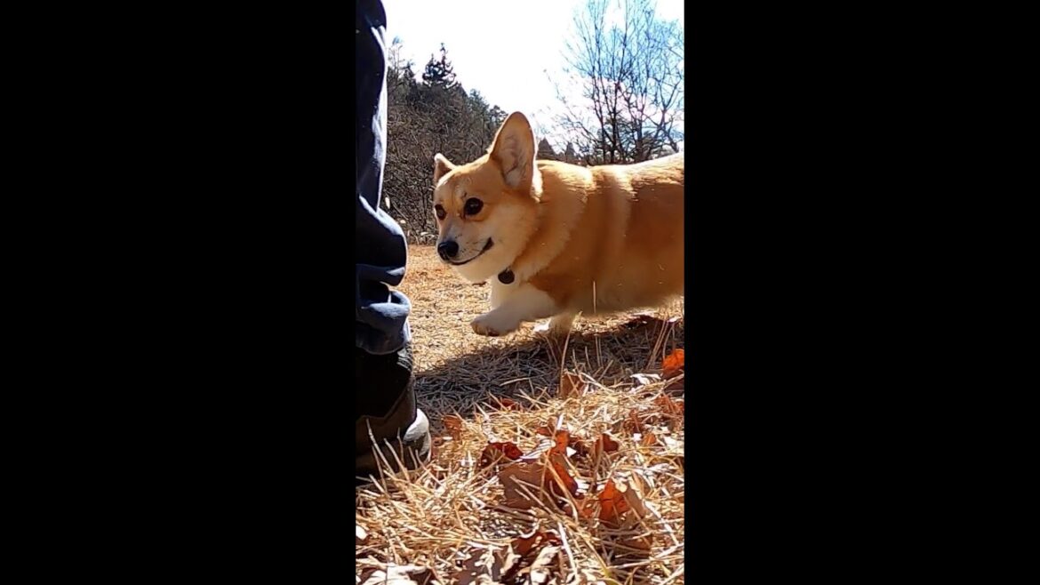 駆け寄ってついてくるコーギー / Corgi runs up to dad and follows him #コーギー #corgi #サクラ