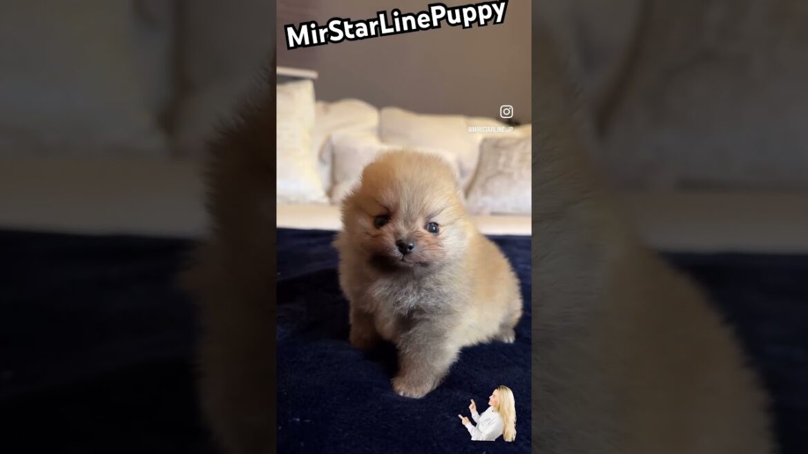 Pomeranian puppy #petsalonsi #puppy #babydog #doglovers #dog #cute #shortvideo #いぬ #犬 #仙台 #puppies Pomeranian puppy #petsalonsi #puppy #babydog #doglovers #dog #cute #shortvideo #いぬ #犬 #仙台 #puppies