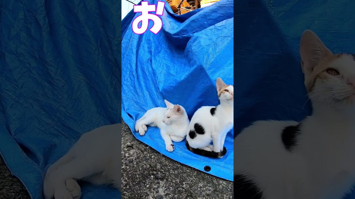 猫」「CAT & PEACE」 #cat #ソマリ #feralcat #ねこ動画 #straycat #保護猫 #野良猫ちゃん #wildcat #cat #猫動画 #猫好きさんと繋がりたい