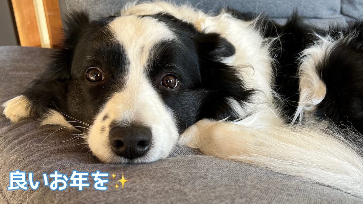 ソラ家の2023年総集編 #bordercollie #ボーダーコリー #犬