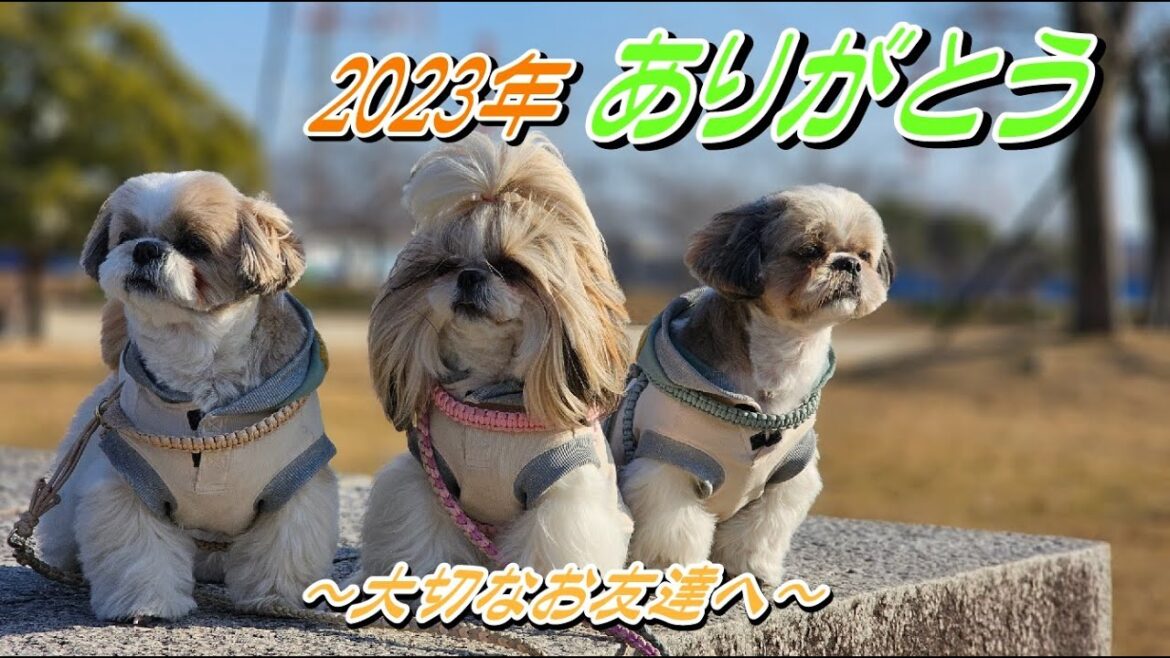 【シーズー】2023年最後の動画☆しおまめはなチャンネル１年間お世話になりました　大好きなお友達へ#年末年始#ごあいさつ#愛犬との暮らし