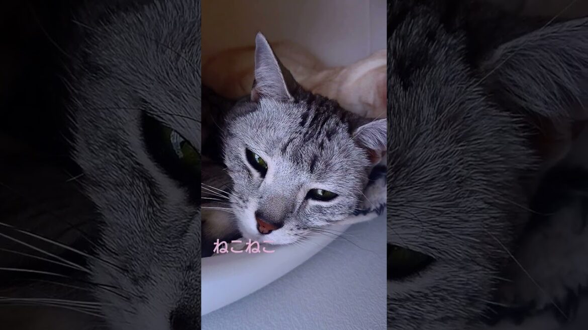 仲良しコンビの猫たち🐈️ #shorts #cat #猫 #猫動画 #スコティッシュフォールド #アメリカンショートヘア
