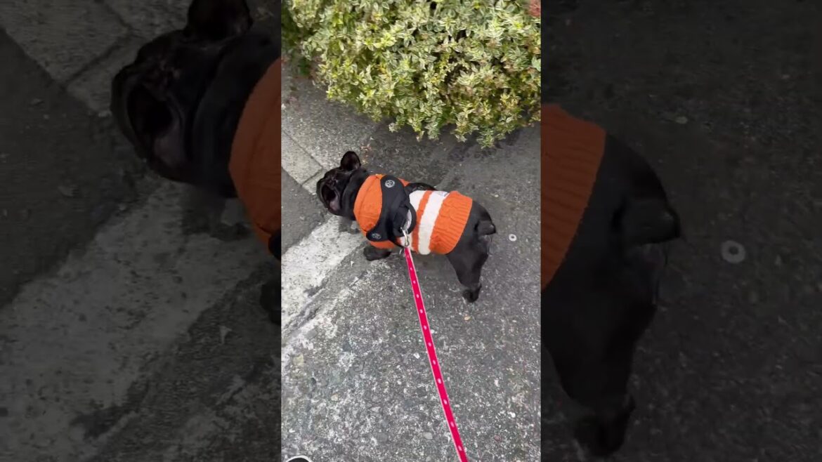 【フレンチブルドッグ】いつものセーターを着てお散歩🚶‍♀️#shorts #frenchie #frenchbulldog #frenchbulldoglife