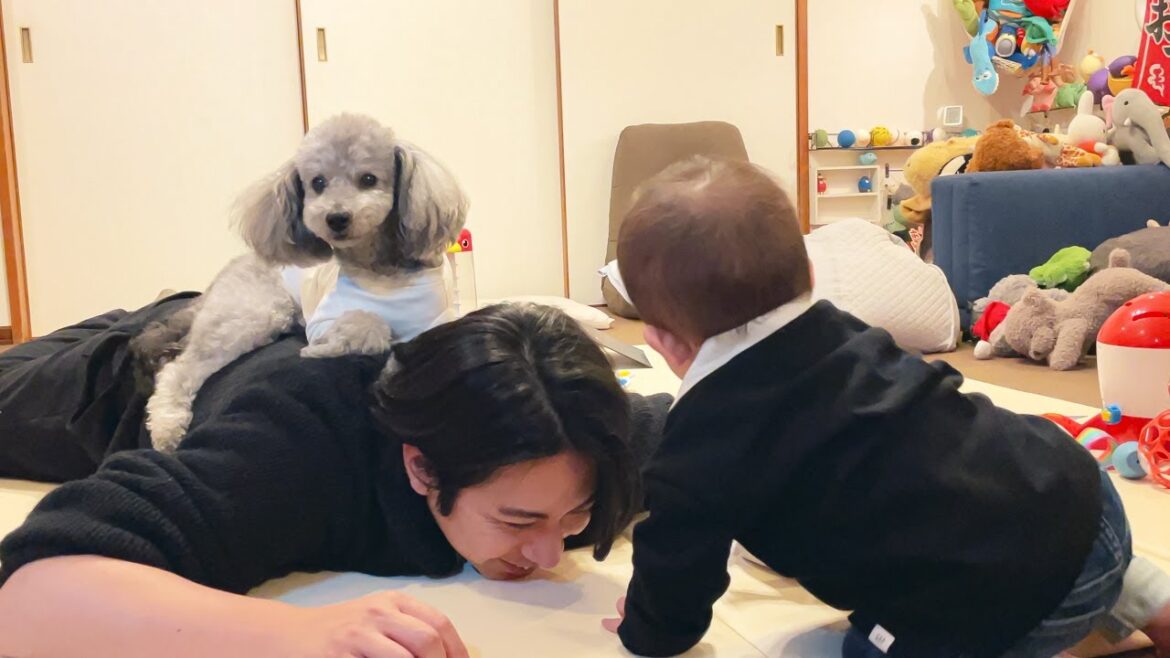飼い主をベッドにするトイプードルと真似したい0歳児の赤ちゃんの攻防戦