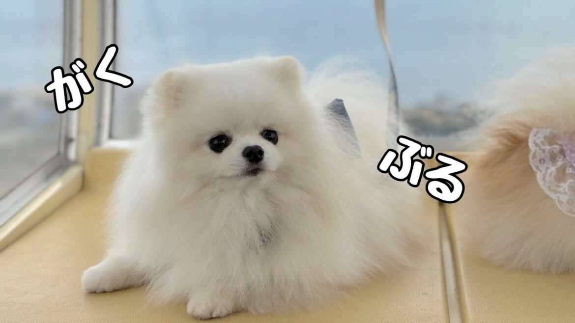初めての観覧車にビビるポメラニアン