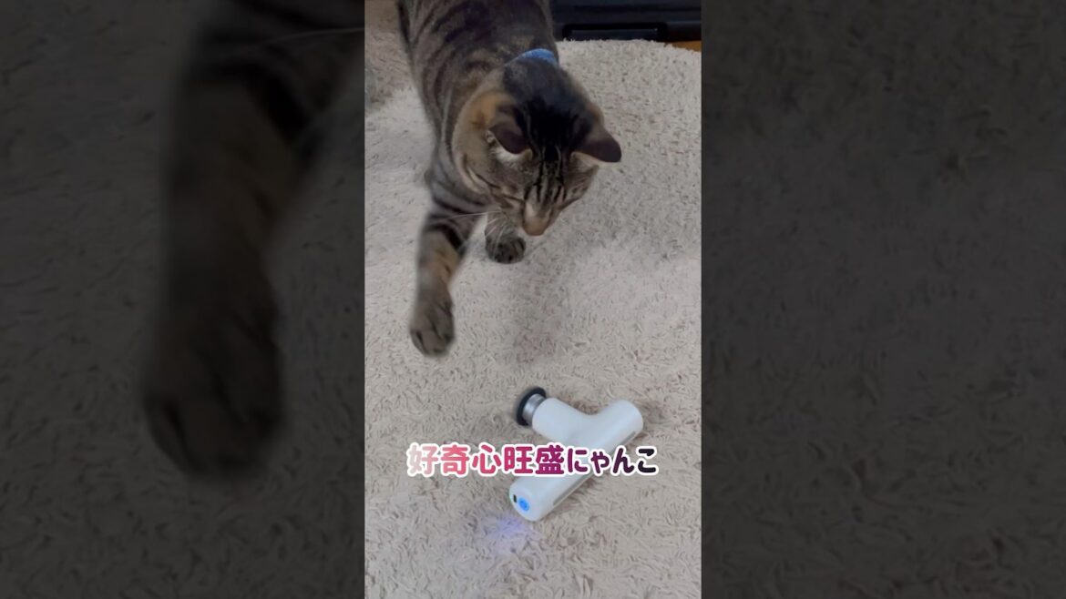 【狆とミニチュアダックスのMIX犬&保護猫】マッサージされた？日ハイライト