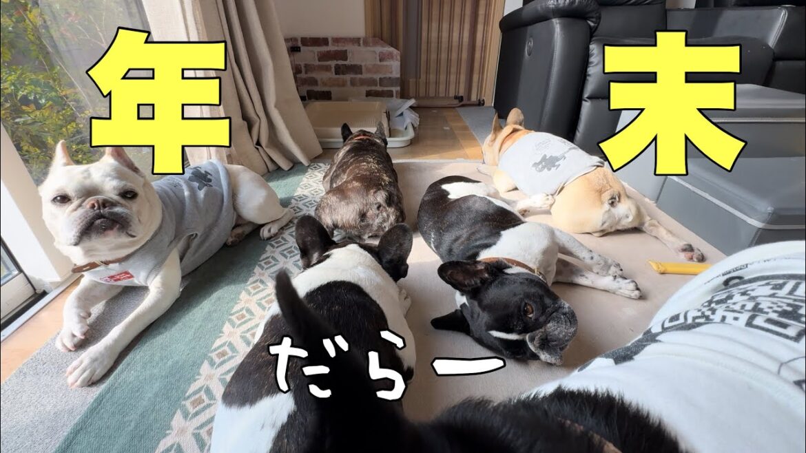 【年の瀬1日密着】6兄弟の手も借りたいくらいなのに犬たちはｗ