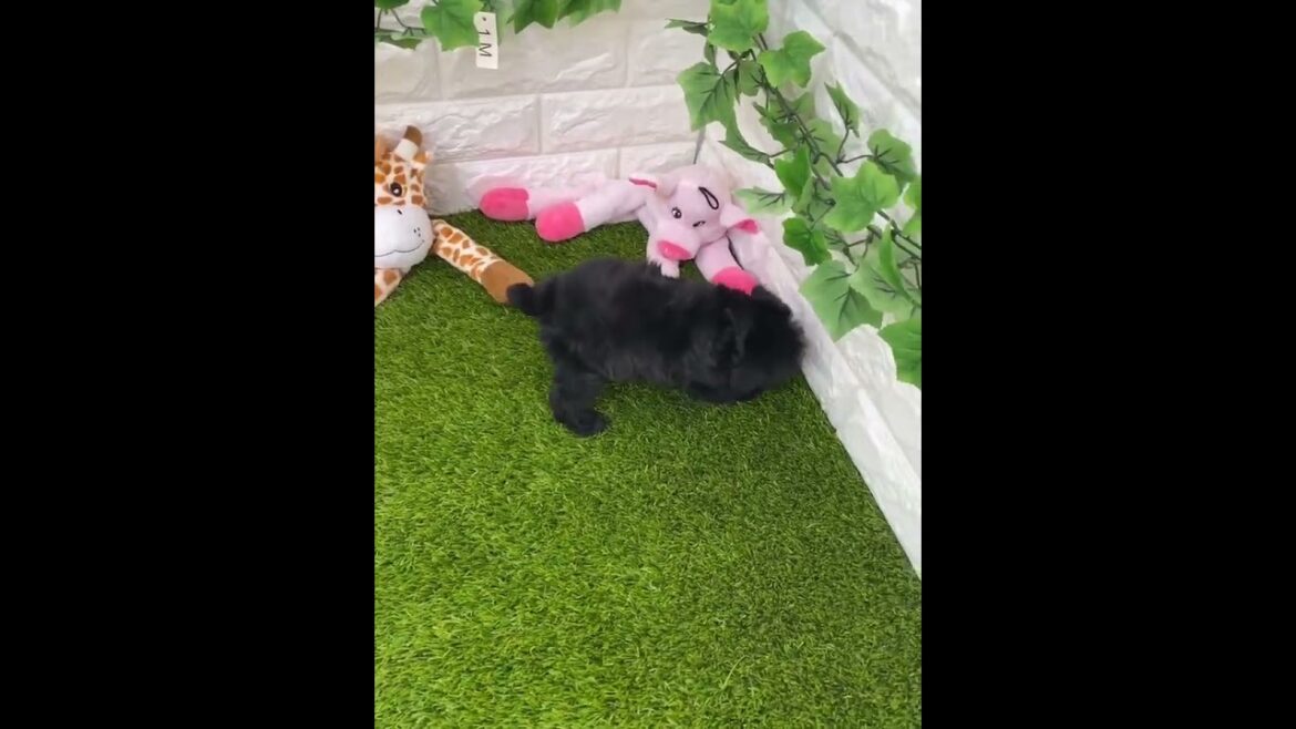 ミックス犬 年末年始期間限定セール中💕767 ミックス犬 年末年始期間限定セール中💕767