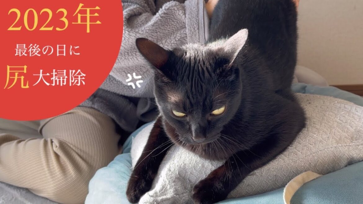 年の瀬に汚尻をきれいきれいされてしまったクロちゃん
