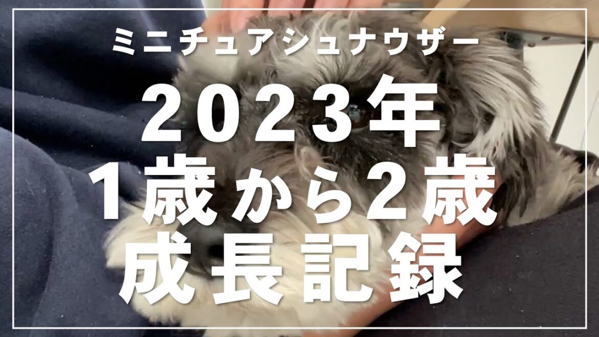 【ミニチュアシュナウザー】1歳から2歳までの成長記録