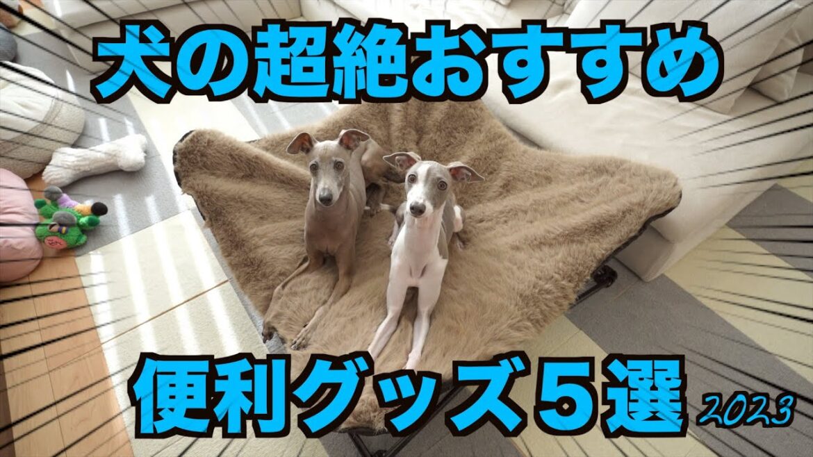 愛犬の為に買って良かった便利グッズ５選を今年も発表します【2023】
